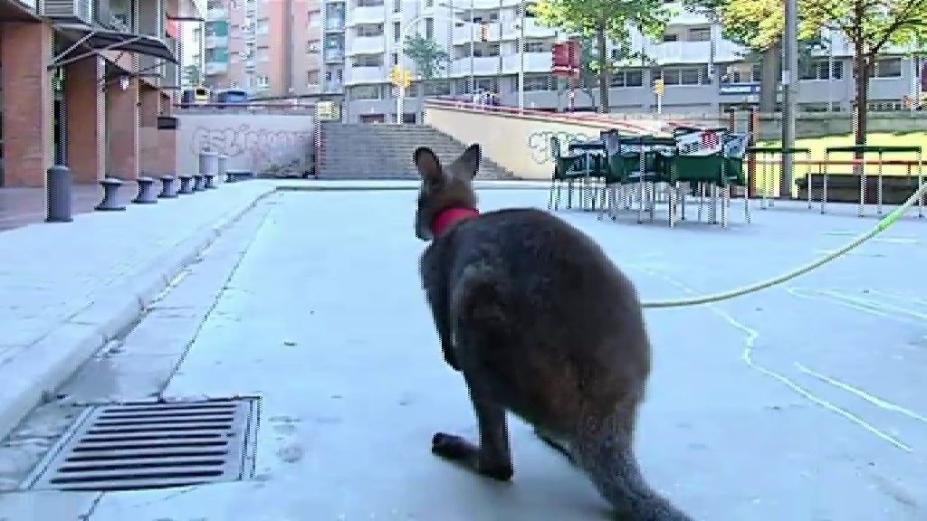 Un canguro por mascota