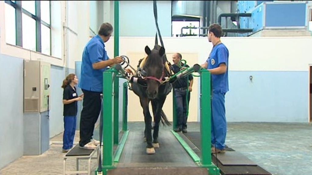 Rehabilitación para caballos