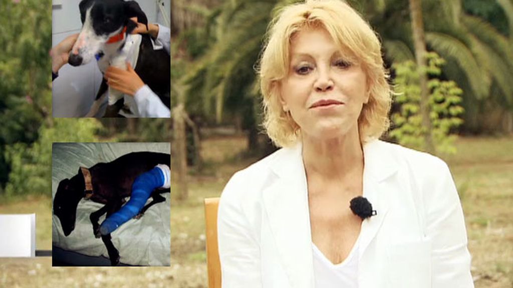 Tita Cervera, contra el maltrato de los galgos en España