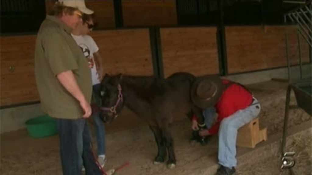 Prótesis para un pony Prótesis para un pony