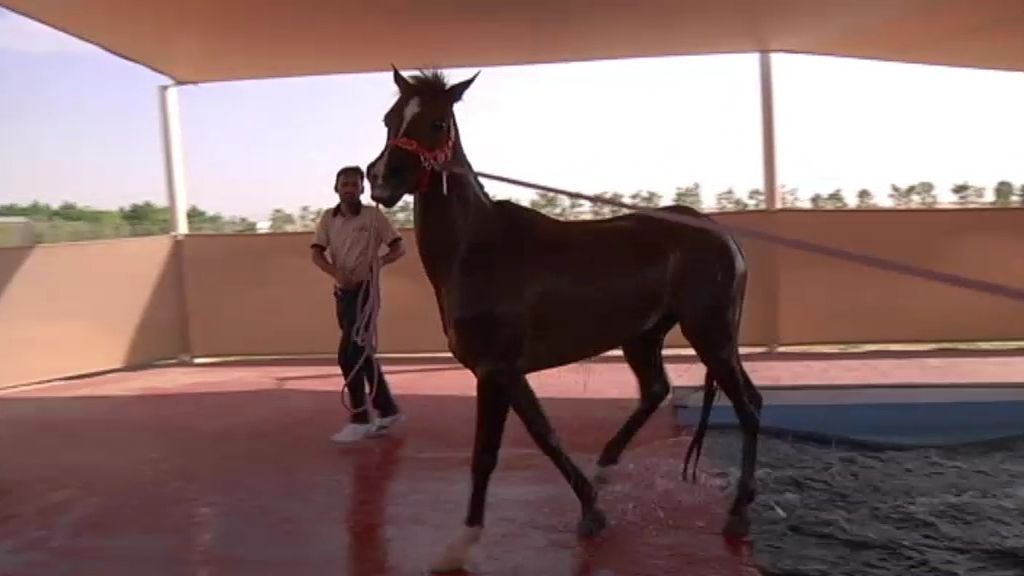 Los caballos, pasión árabe