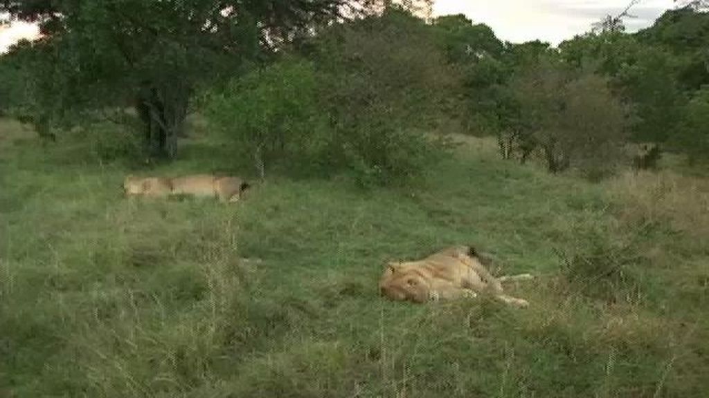 Cercados por los leones