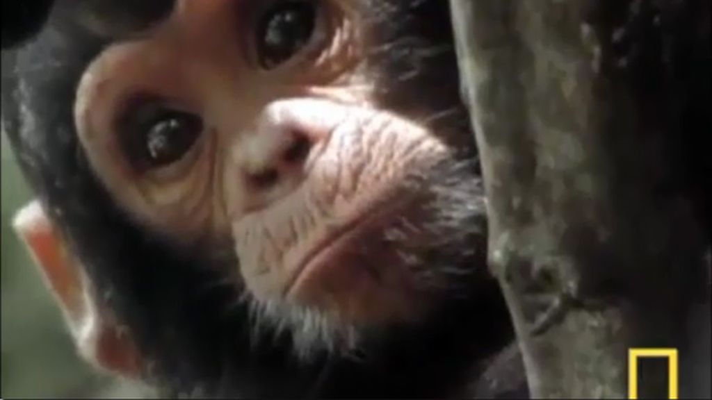 Convive con monos más de cuarenta años