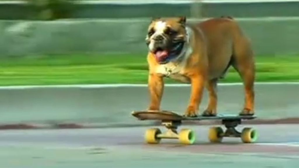 Biuf, un bulldog campeón de 'skate'
