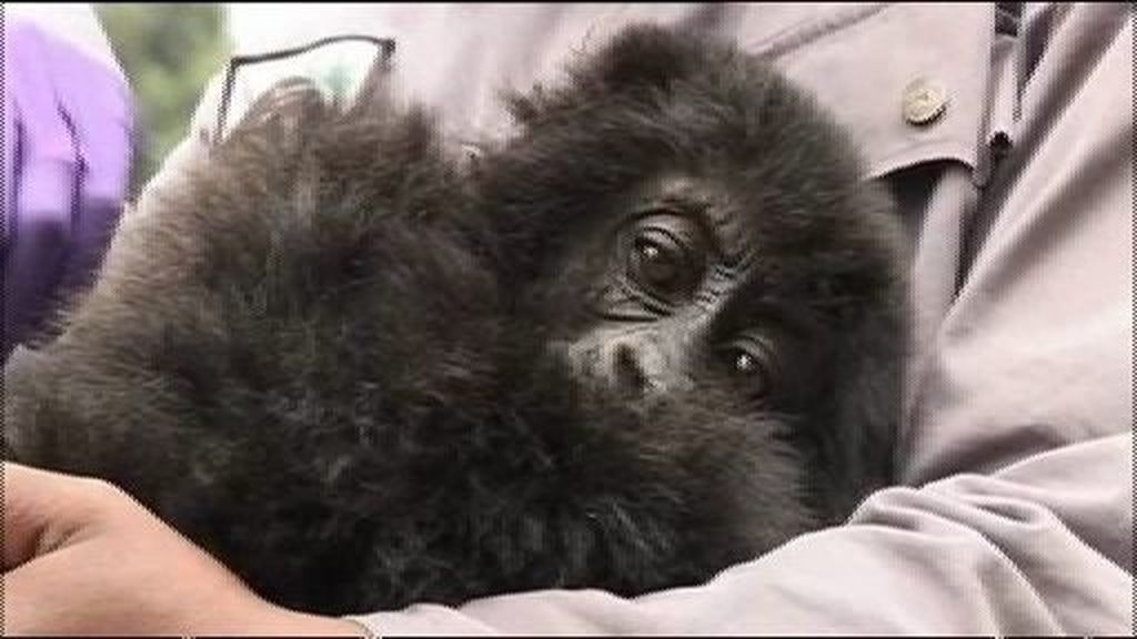Rescatan a un bebé Gorila de los furtivos en Ruanda