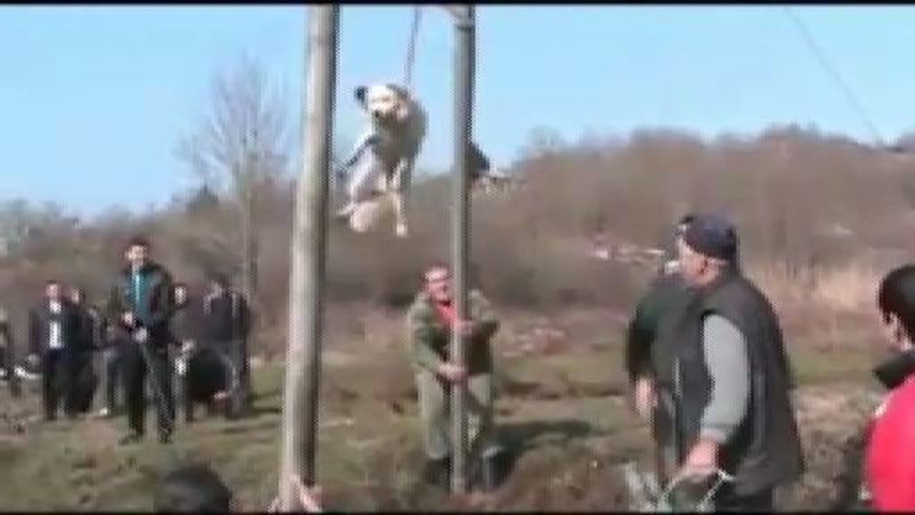 ¿Tortura animal o tradición en Bulgaria?