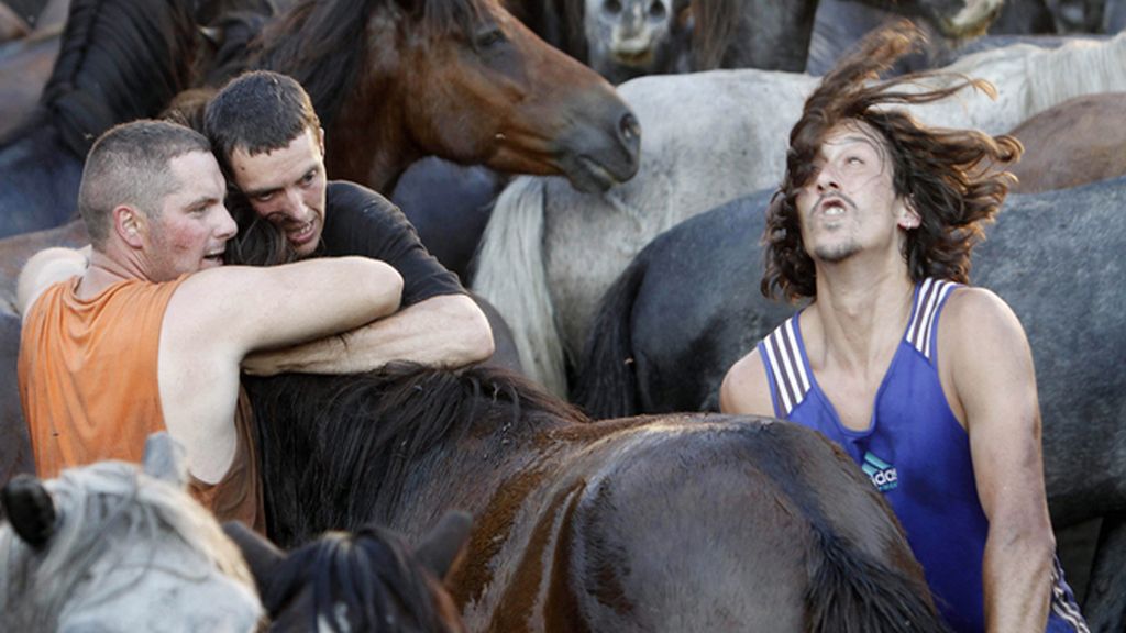 Lucha salvaje entre el hombre y el caballo en la 'Rapa des bestas'