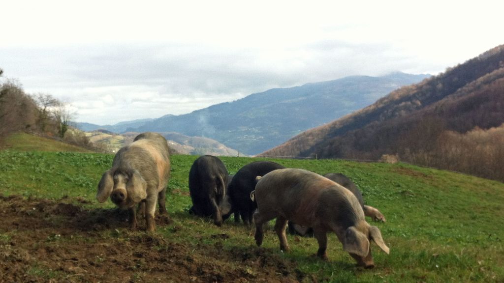 El gochu astur-celta sobrevive en Asturias