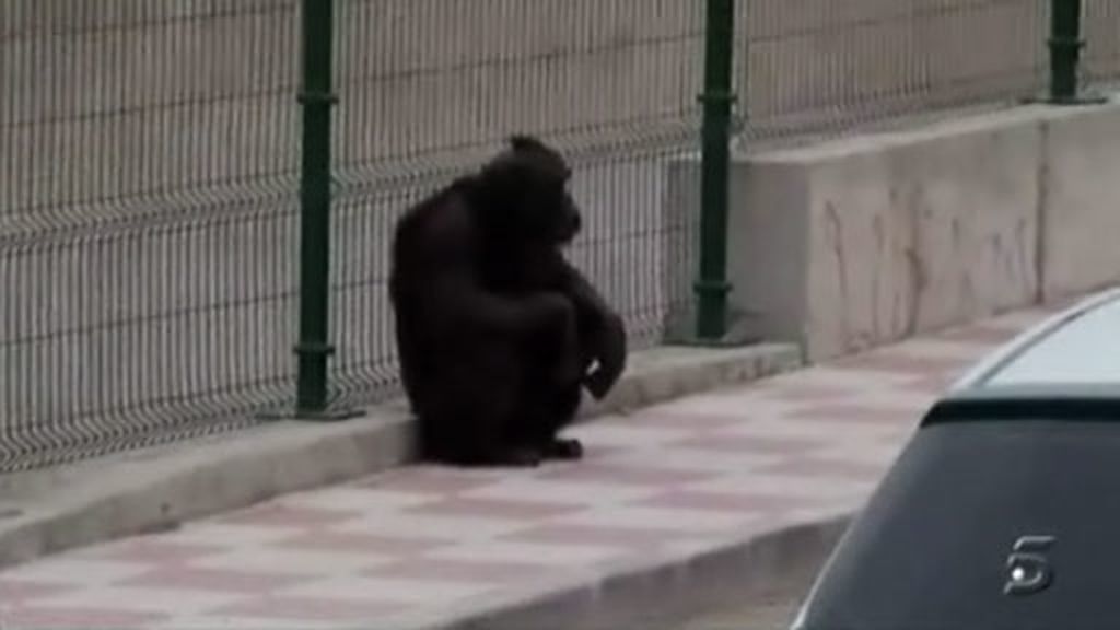 Alerta, chimpancés