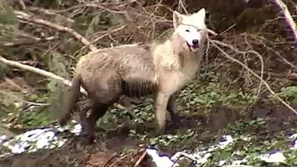 Regresa el lobo a los Pirineos
