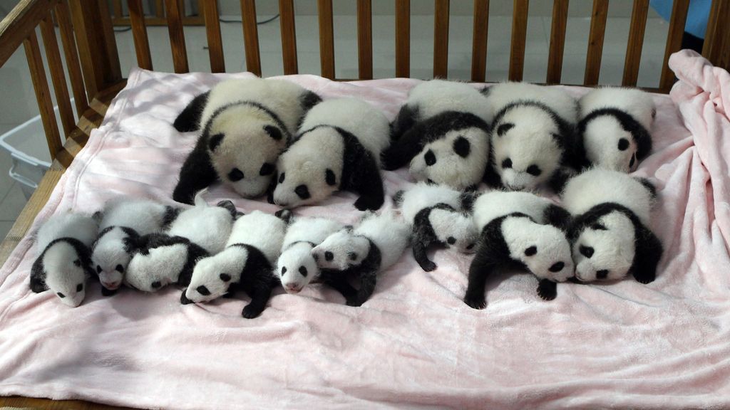 El día a día de los nuevos Pandas