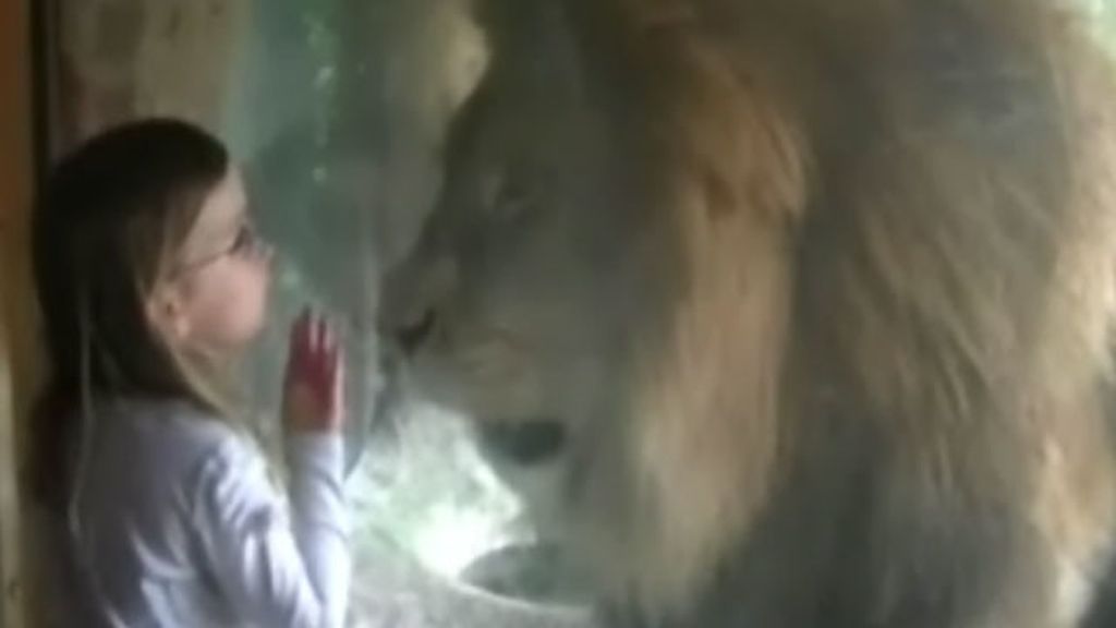 Atacada por un león a través del cristal