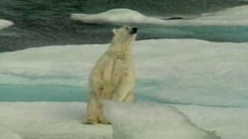 Un oso polar mata a un joven