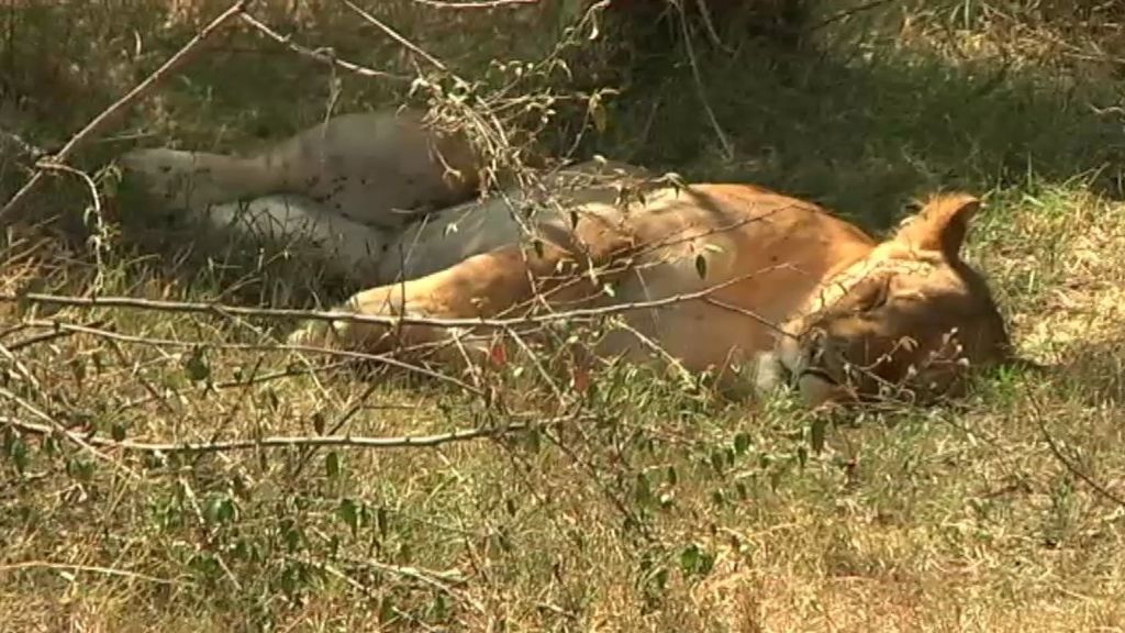 El rey de la sabana no es el león