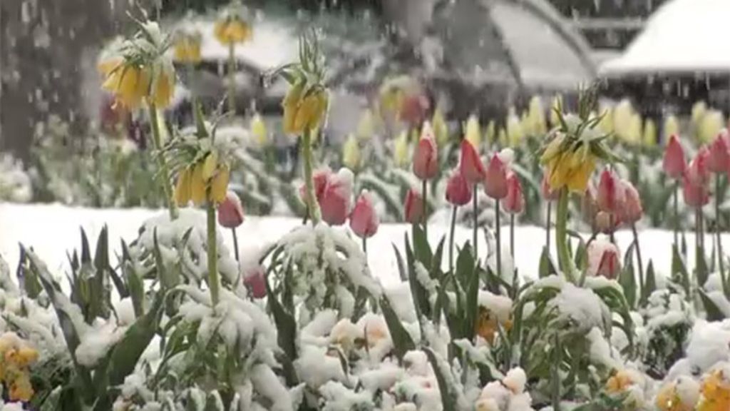 El temporal de nieve y frío cubre la primavera