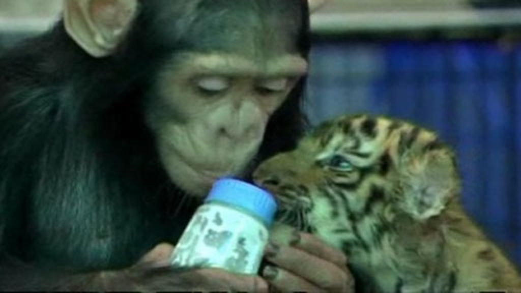 Un chimpancé adopta un tigre