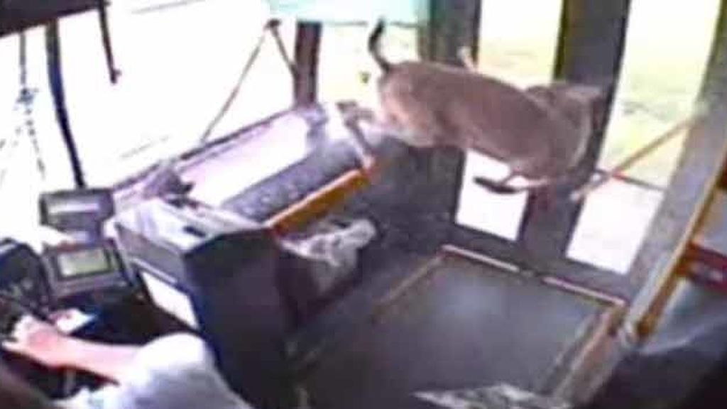 Un ciervo atraviesa el parabrisas de un autobús sin resultar apenas herido