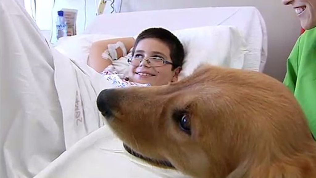 Visitas caninas a los niños enfermos en el hospital