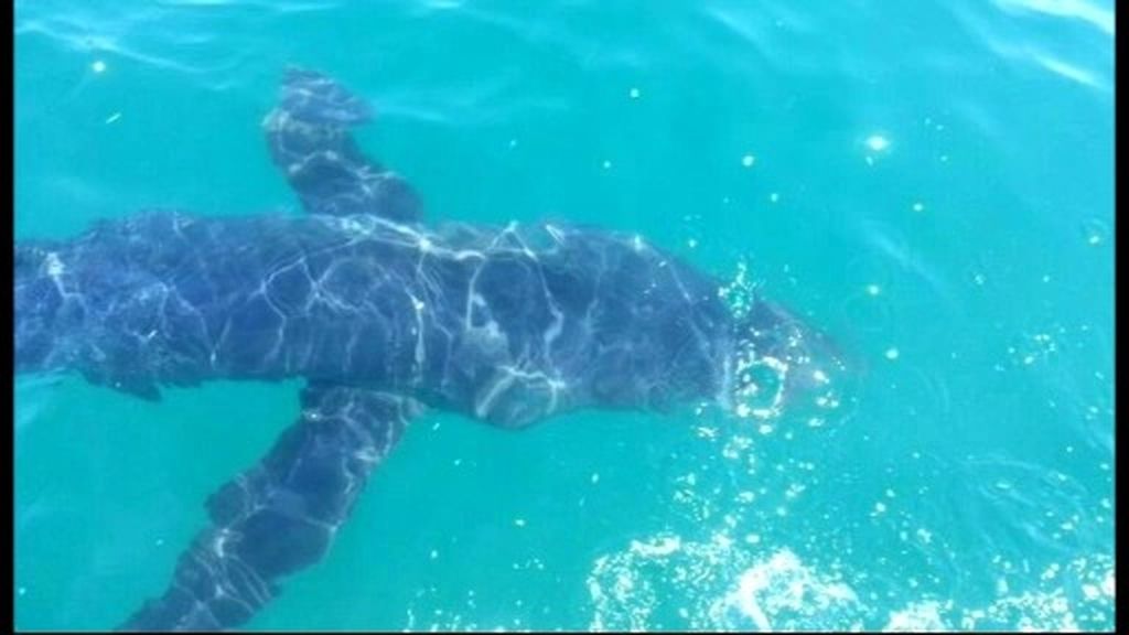 Una tintorera atemoriza a los bañista de la playa valenciana de la Patacona