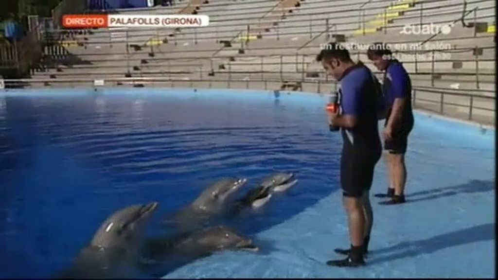 Xavi entre delfines
