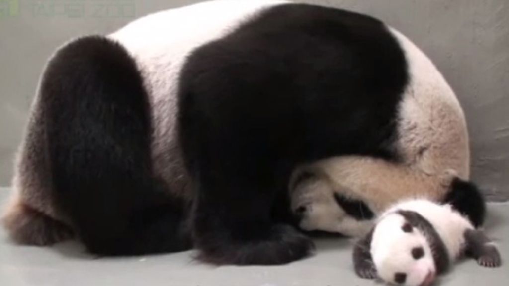 El emotivo encuentro de una cría de oso panda con su madre