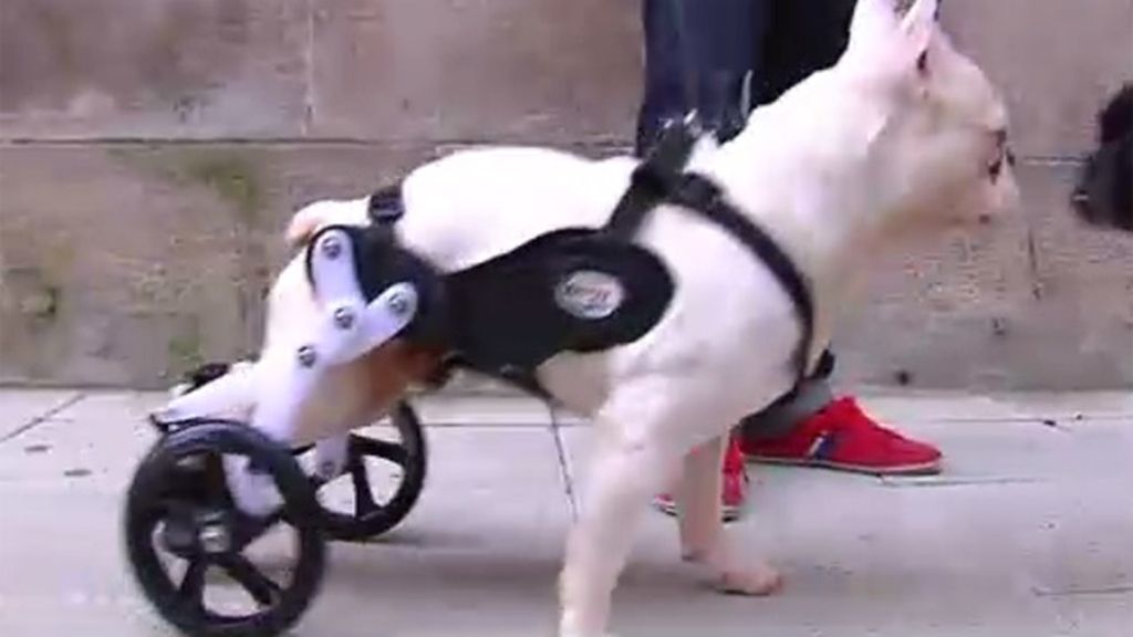 Nerol, el perro que camina con una prótesis