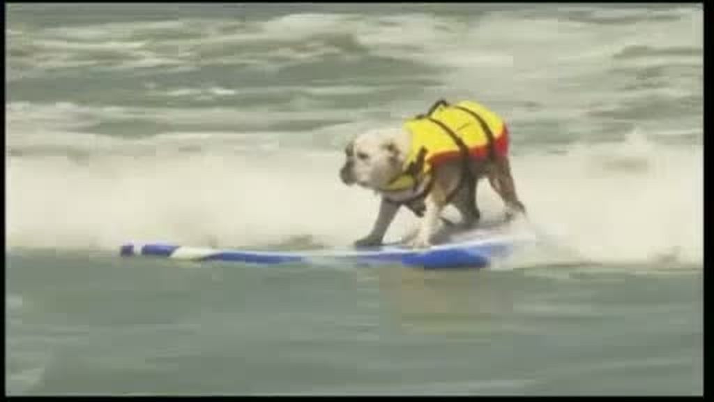 Los perros también hacen surf