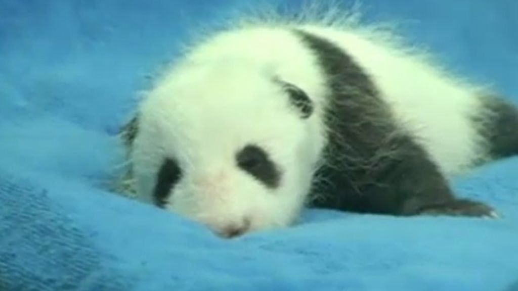 La cría de oso panda gigante de Guangzhou pasa su revisión médica