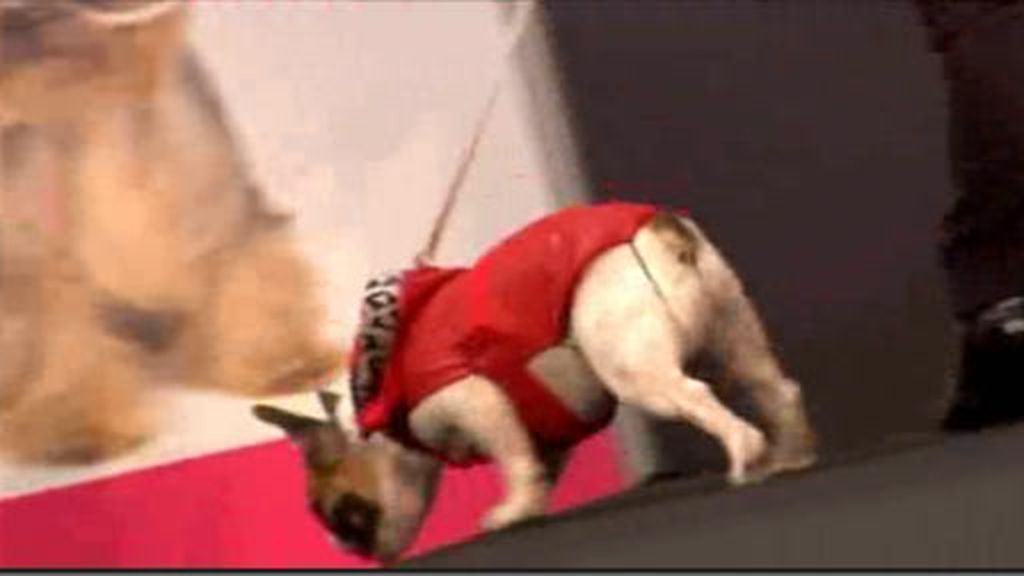 Clases de adiestramiento y pasarela canina en la Feria de la Mascota de Barcelona