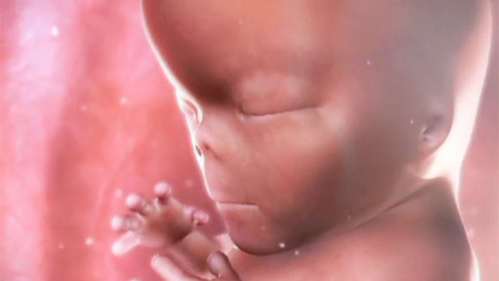 Los fetos guardan información genética de la especie