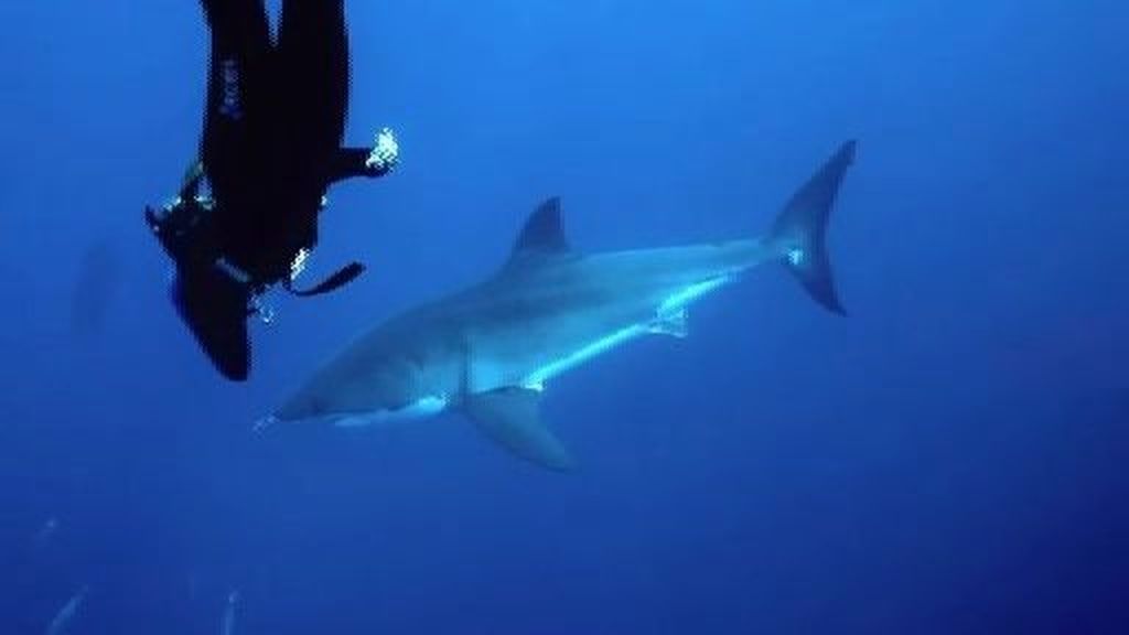 Buceando entre tiburones para evitar su extinción