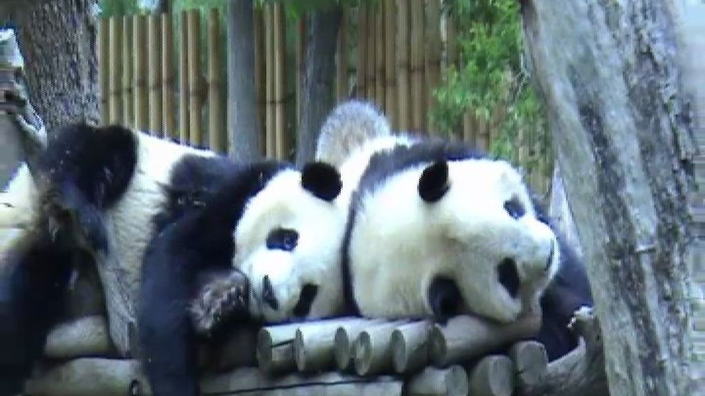 Los osos panda de Madrid viajan hacia China