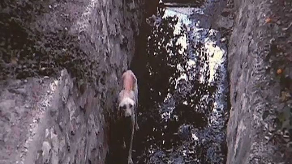 Un perro lleva meses atrapado en un túnel