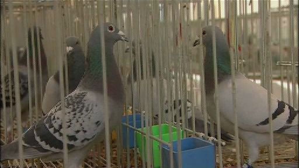 Colombofilia, deporte donde triunfa la selección española