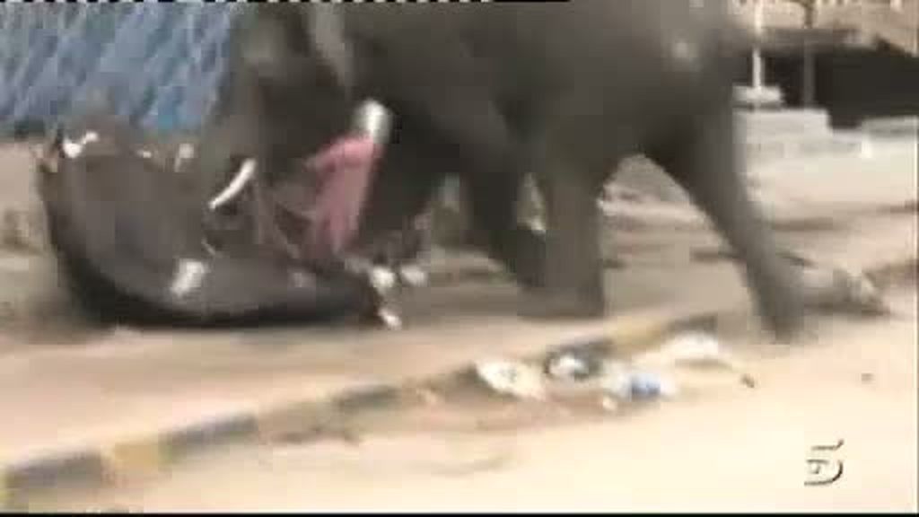 Furia mortal paquiderma