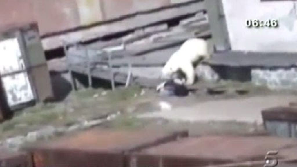 Escapa de un oso polar