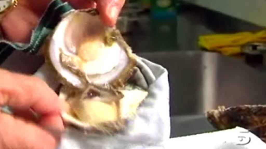 Cata a ciegas de ostras