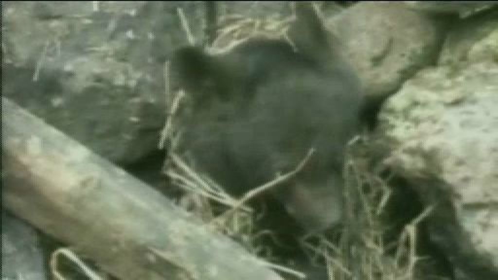Final feliz para una cría de oso abandonado en China