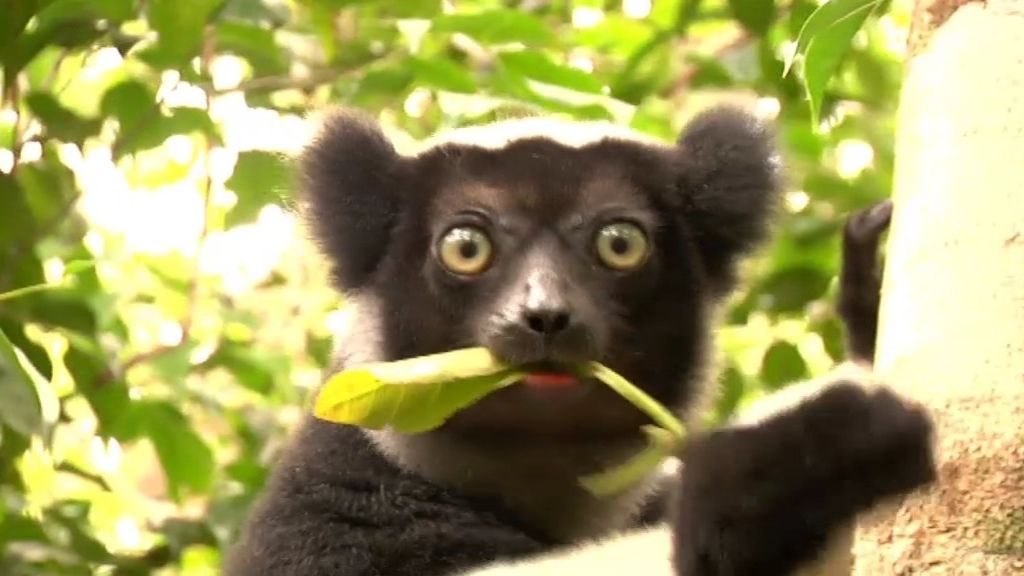En busca del Indri en Madagascar