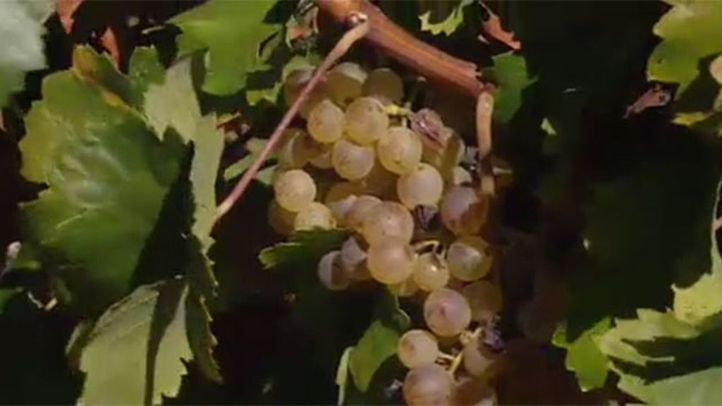 2013 deja una cosecha de uva espectacular