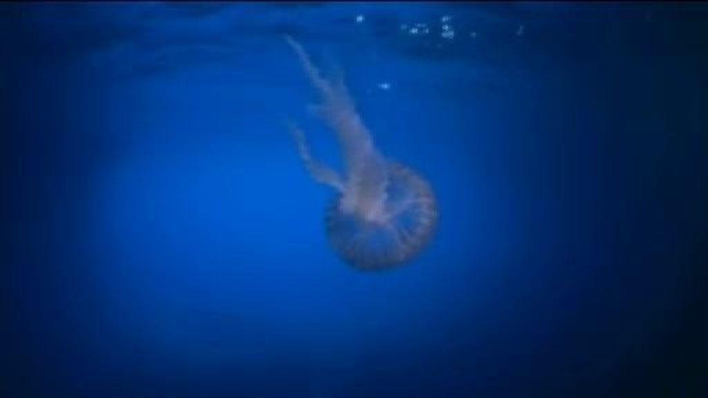 "Las medusas han salvado centenares de miles de vidas"
