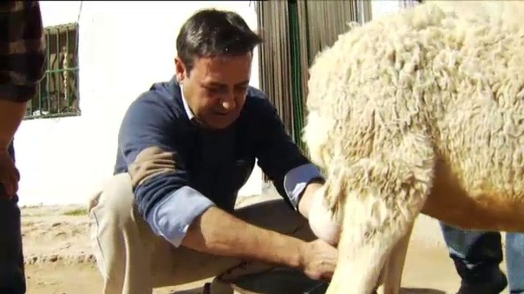Pepe Ribagorda aprende a ordeñar a mano las ovejas manchegas