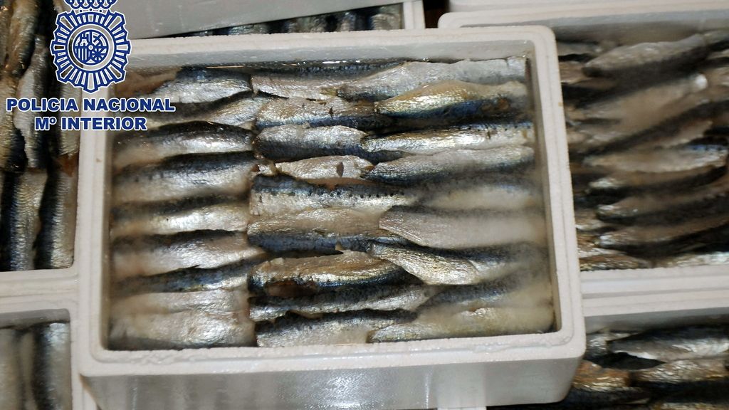 Desmantelada una red de narcos que introducía hachís entre sardinas