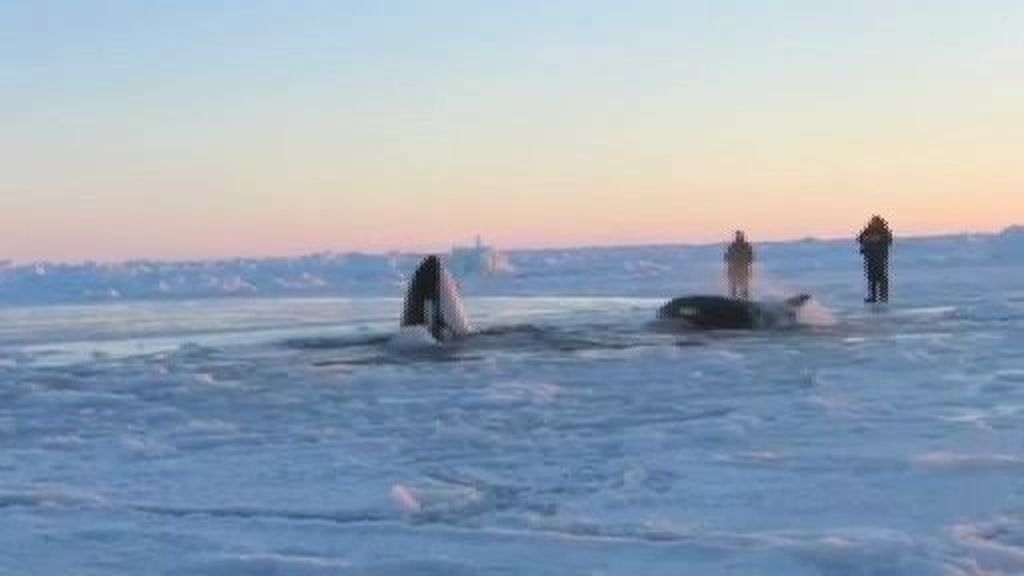 Una familia de ballenas atrapadas en el hielo de Canadá