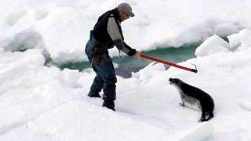 Matanza de focas en Canadá