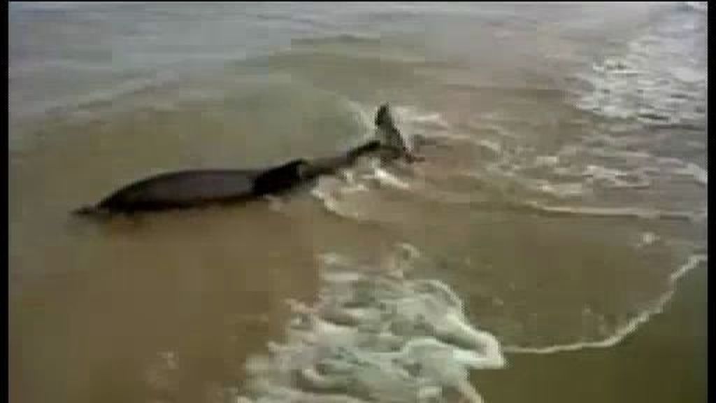 Vecinos de Cunit salvan la vida a un delfín moribundo