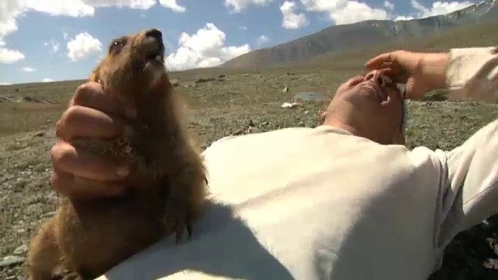 La marmota, ¿el animal más bonito de Mongolia?