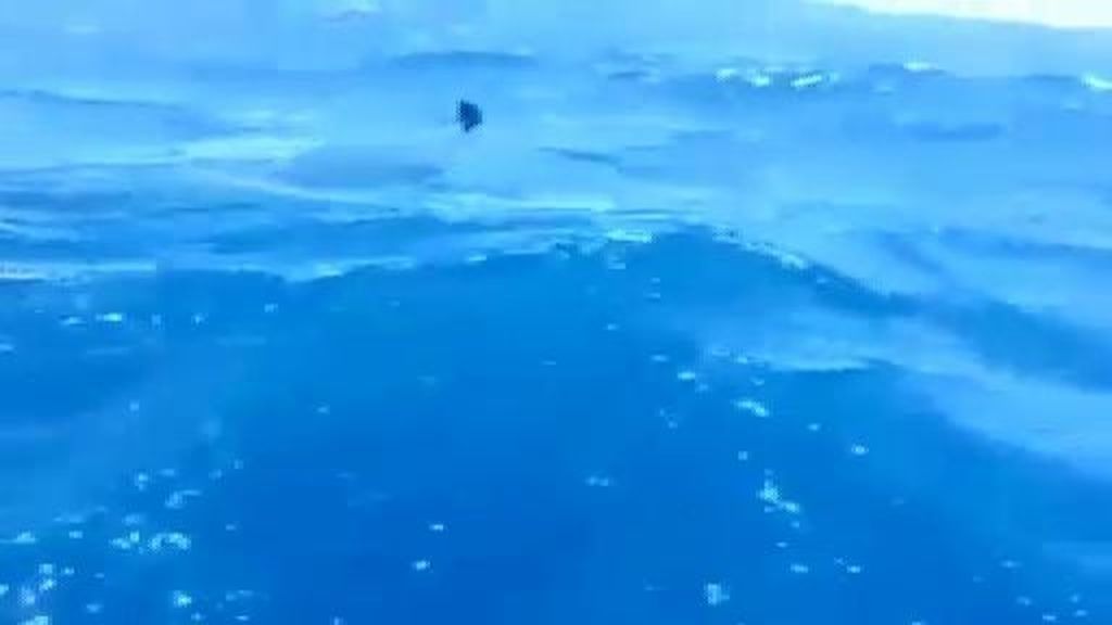 Tiburones en la costa de Gran Canaria