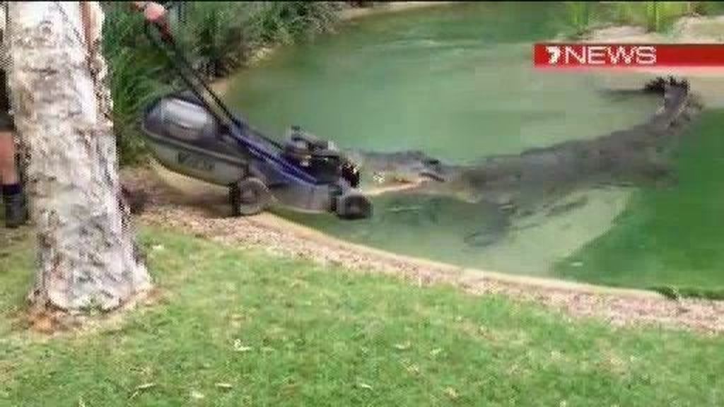 Un cocodrilo pierde dos dientes al intentar engullir un cortacésped