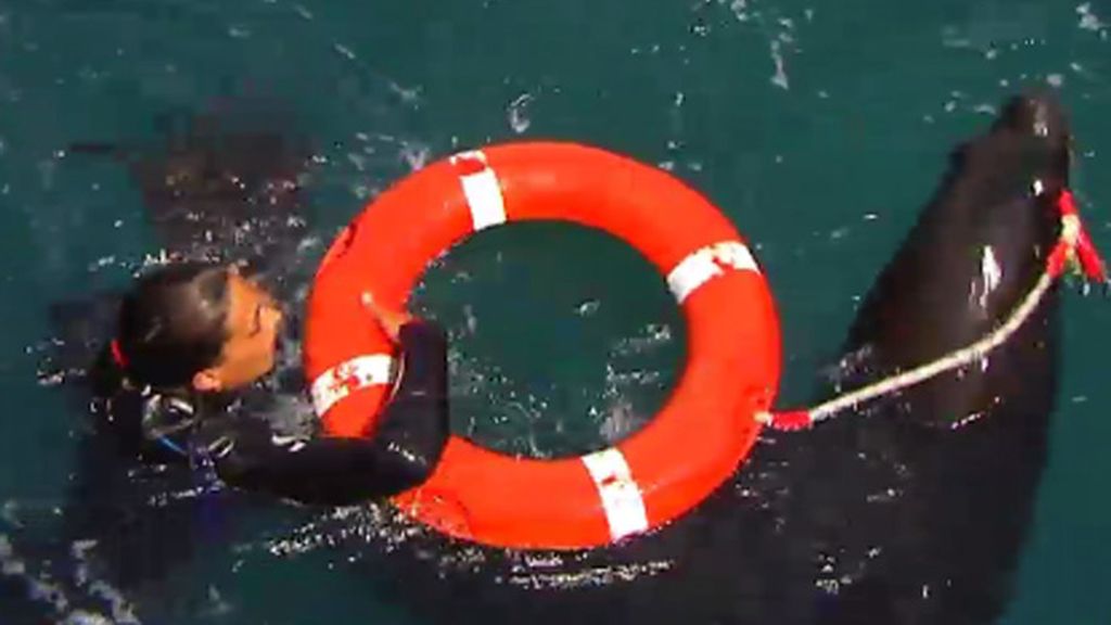 Leones marinos entrenados para salvar vidas